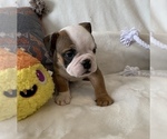 Small Photo #11 English Bulldog Puppy For Sale in JOHNS ISLAND, SC, USA