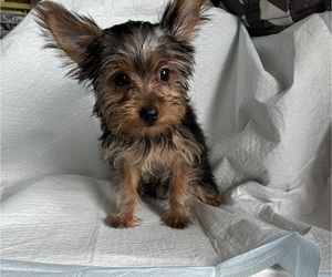 Yorkshire Terrier Litter for sale in SAN MARCOS, TX, USA