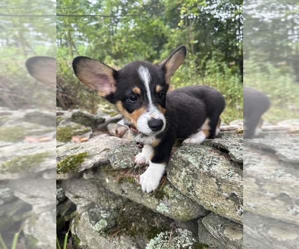 Medium Photo #21 Pembroke Welsh Corgi Puppy For Sale in PERKINSVILLE, VT, USA