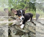 Small #20 Pembroke Welsh Corgi