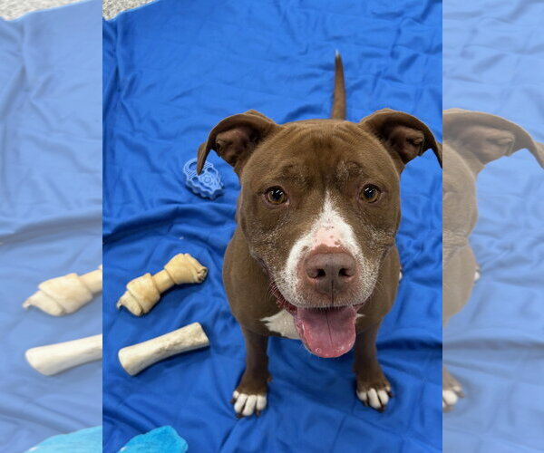 Medium Photo #26 American Pit Bull Terrier-American Staffordshire Terrier Mix Puppy For Sale in Techny, IL, USA