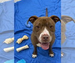 Small #25 American Pit Bull Terrier-American Staffordshire Terrier Mix