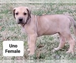 Puppy 7 Great Dane