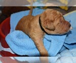 Small Photo #13 Golden Retriever Puppy For Sale in POULSBO, WA, USA