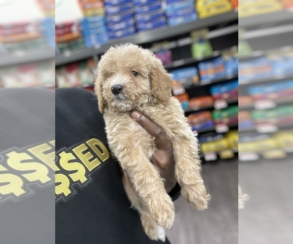 Medium Photo #10 Goldendoodle (Miniature) Puppy For Sale in DETROIT, MI, USA