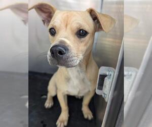 Mutt Dogs for adoption in San Antonio, TX, USA
