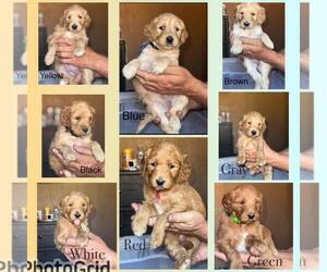 Double Doodle Litter for sale in HESPERIA, CA, USA