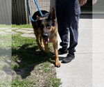 Small #2 German Shepherd Dog Mix