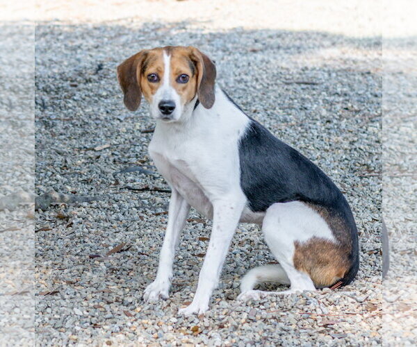 Medium Photo #3 Mutt Puppy For Sale in Hilton Head, SC, USA