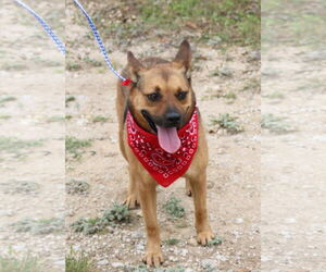Tessa - Female Mutt Dog for Adoption - Photo #2