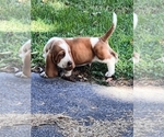 Small #10 Basset Hound