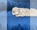 Small Photo #41 French Bulldog Puppy For Sale in EAGLE RIVER, AK, USA