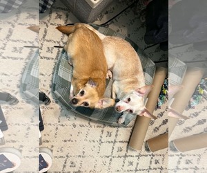Chiweenie Dogs for adoption in Catasauqua, PA, USA