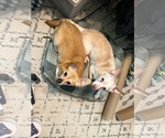 Suzie & Blanca - Female Chiweenie Dog for Adoption - Small photo
