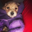 Small Photo #16 Goldendoodle Puppy For Sale in VACAVILLE, CA, USA