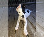 Small Photo #1 Great Dane-Pointer Mix Puppy For Sale in Austin, TX, USA