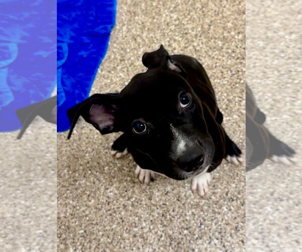 Medium Photo #2 Mutt Puppy For Sale in Hilton Head, SC, USA