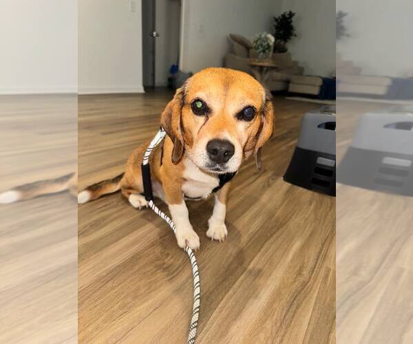Medium Photo #1 Beagle-Unknown Mix Puppy For Sale in Atlanta, GA, USA