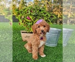 Elsie - Female Goldendoodle (Miniature) Puppy for Sale - Photo #2