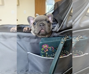 Medium French Bulldog