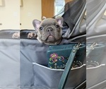 Puppy Bambi French Bulldog