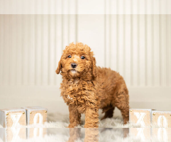 Medium Photo #9 Goldendoodle (Miniature) Puppy For Sale in WARSAW, IN, USA