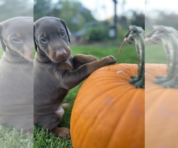 Medium Photo #4 Doberman Pinscher Puppy For Sale in WESTON, WI, USA