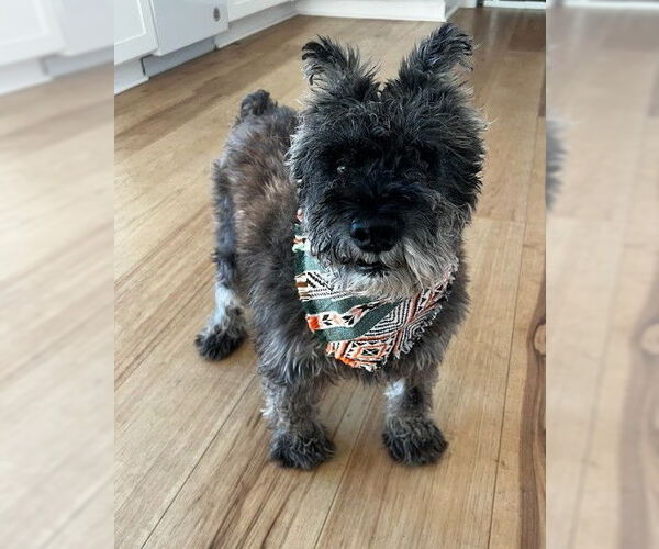 Medium Photo #1 Miniature Schnauzer-Unknown Mix Puppy For Sale in San Diego, CA, USA