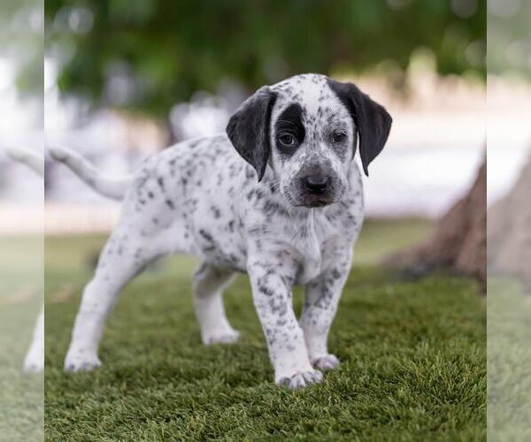 Medium Photo #2 Dalmatian-Labrador Retriever Mix Puppy For Sale in San Diego, CA, USA