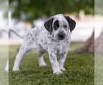 Small #1 Dalmatian-Labrador Retriever Mix