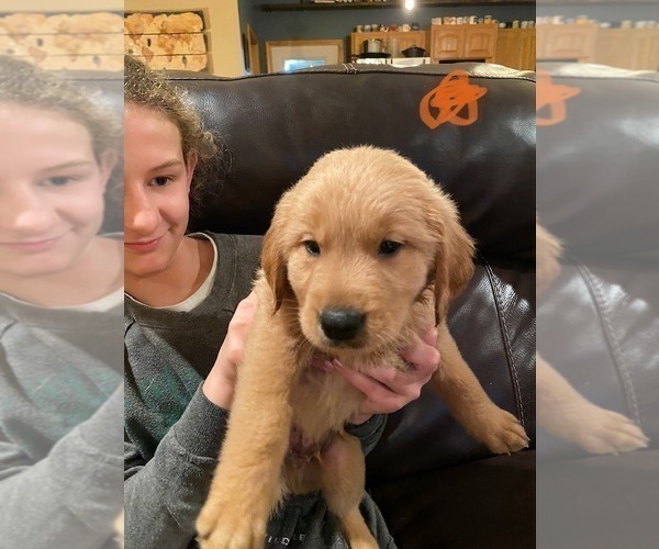 Medium Photo #1 Golden Retriever Puppy For Sale in RICHLAND, MO, USA