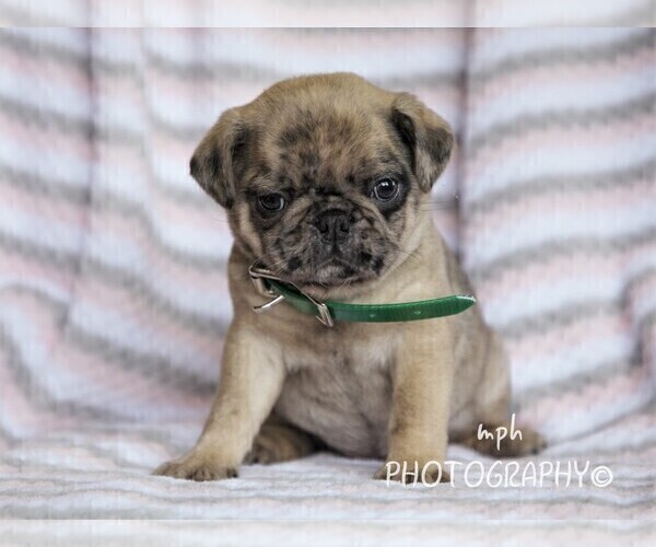 Medium Photo #1 Jug-Pug Mix Puppy For Sale in LIBERTY, KY, USA