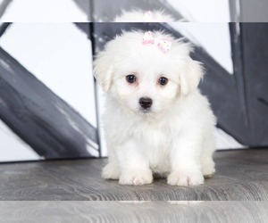 Zuchon Puppy for sale in BEL AIR, MD, USA