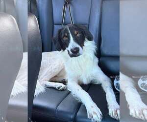 German Shorthaired Pointer-Unknown Mix Dogs for adoption in Woodbury, NY, USA