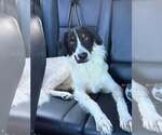 Small German Shorthaired Pointer Mix