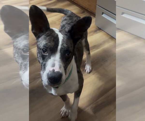 Medium Photo #2 Australian Shepherd-Catahoula Leopard Dog Mix Puppy For Sale in Newfoundland, PA, USA