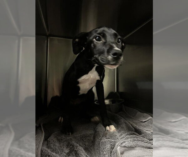 Medium Photo #1 Labrador Retriever-Unknown Mix Puppy For Sale in Waco, TX, USA