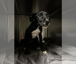 Labrador Retriever-Unknown Mix Dogs for adoption in Waco, TX, USA