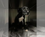 ZITI - Female Labrador Retriever-Unknown Mix Dog for Adoption - Small photo