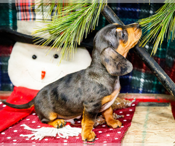 Medium Photo #7 Dachshund Puppy For Sale in WAKARUSA, IN, USA