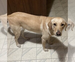 Mother of the Labrador Retriever puppies born on 07/22/2025