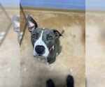 Small #6 Bullboxer Pit