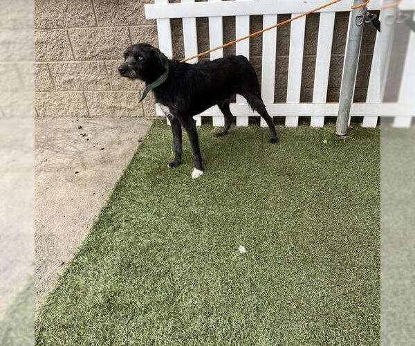 Medium Photo #1 Irish Wolfhound-Unknown Mix Puppy For Sale in Modesto, CA, USA