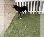 *DULLAHAN - Male Irish Wolfhound-Unknown Mix Dog for Adoption - Small photo