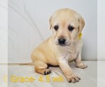 Puppy 3 Labrador Retriever