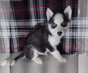 Siberian Husky Puppy for sale in MOUNT AYR, IA, USA