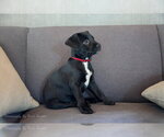Small #2 Miniature Schnauzer Mix