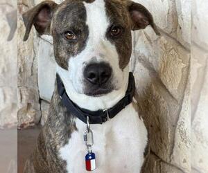 Plott Hound-Unknown Mix Dogs for adoption in San Antonio, TX, USA