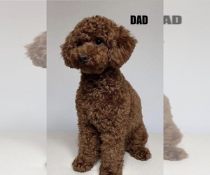 Poodle (Toy) Puppy for sale in DURHAM, CT, USA