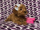 Small Photo #5 Goldendoodle (Miniature) Puppy For Sale in CEDAR LANE, PA, USA